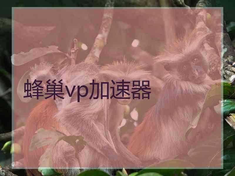 蜂巢vp加速器