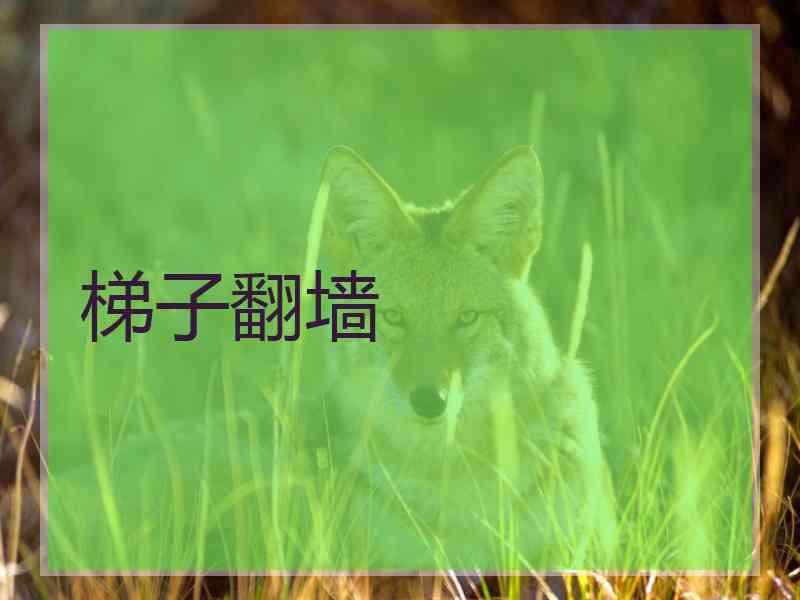梯子翻墙