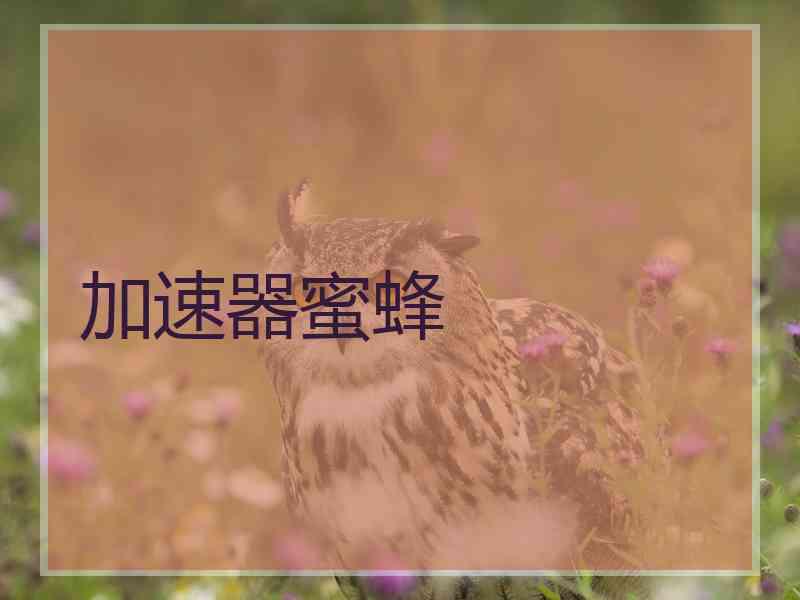 加速器蜜蜂