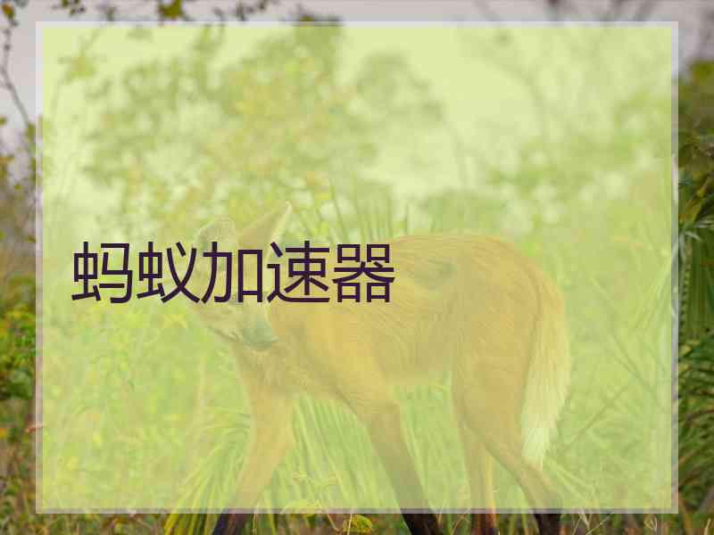 蚂蚁加速器