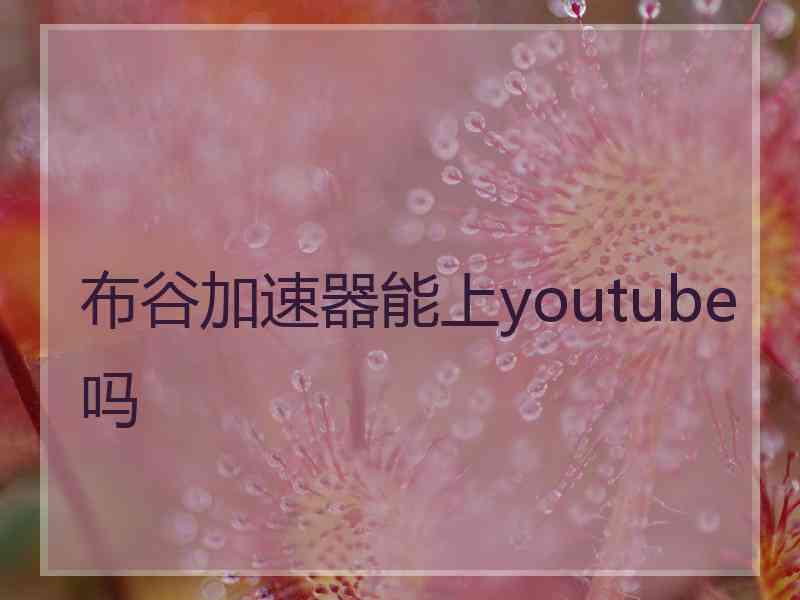 布谷加速器能上youtube吗