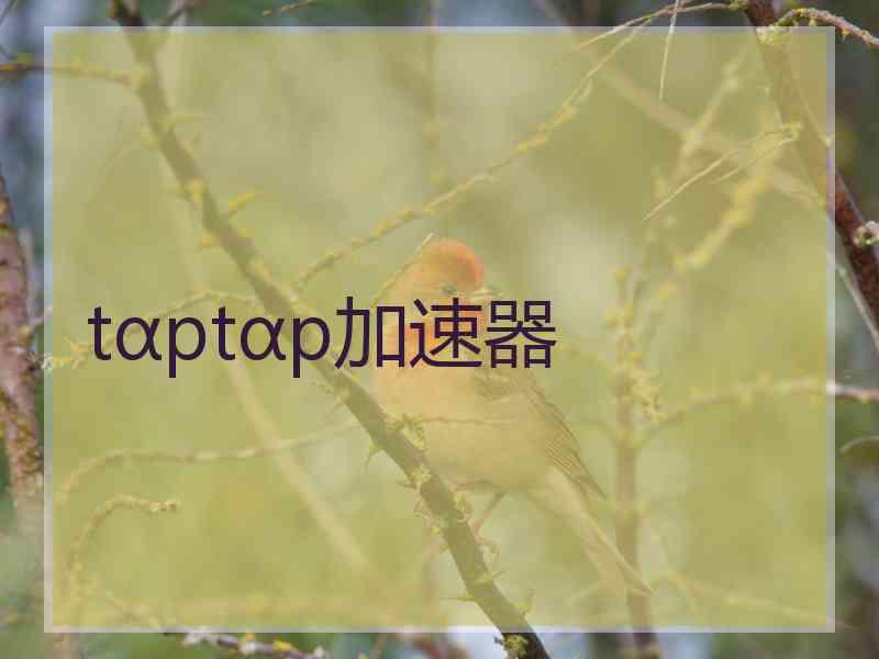 tαptαp加速器